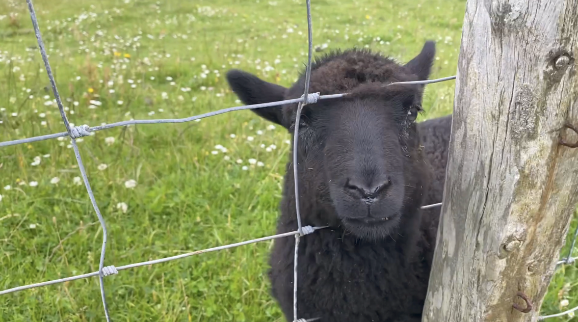 July Flock Talk