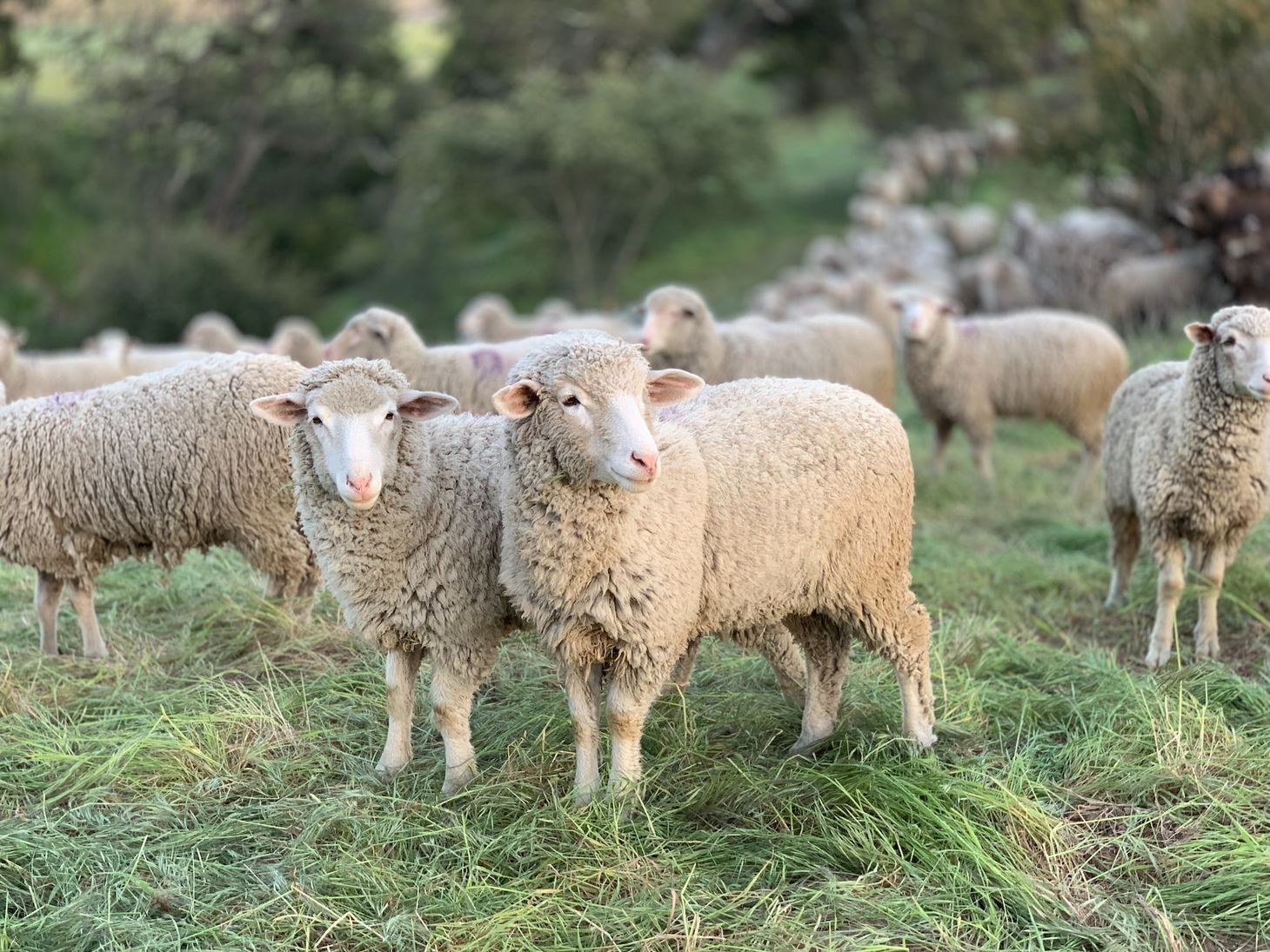 The Wool Wire | March 8, 2023