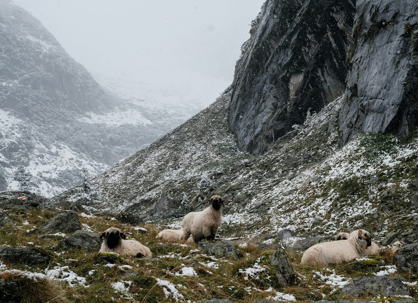 The Wool Wire | January 22, 2026