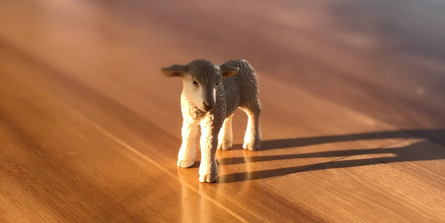 Introducing Wool Shorts