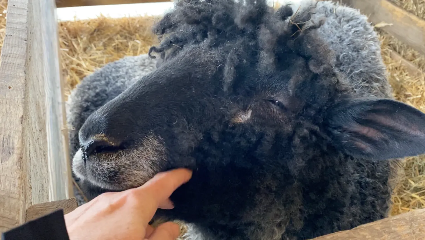 The sheepy and wooly side of Maryland Sheep and Wool