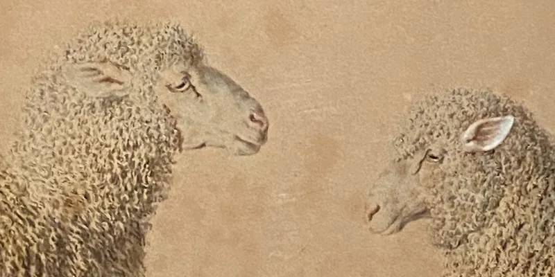 Sheep Wallpapers for your Phone