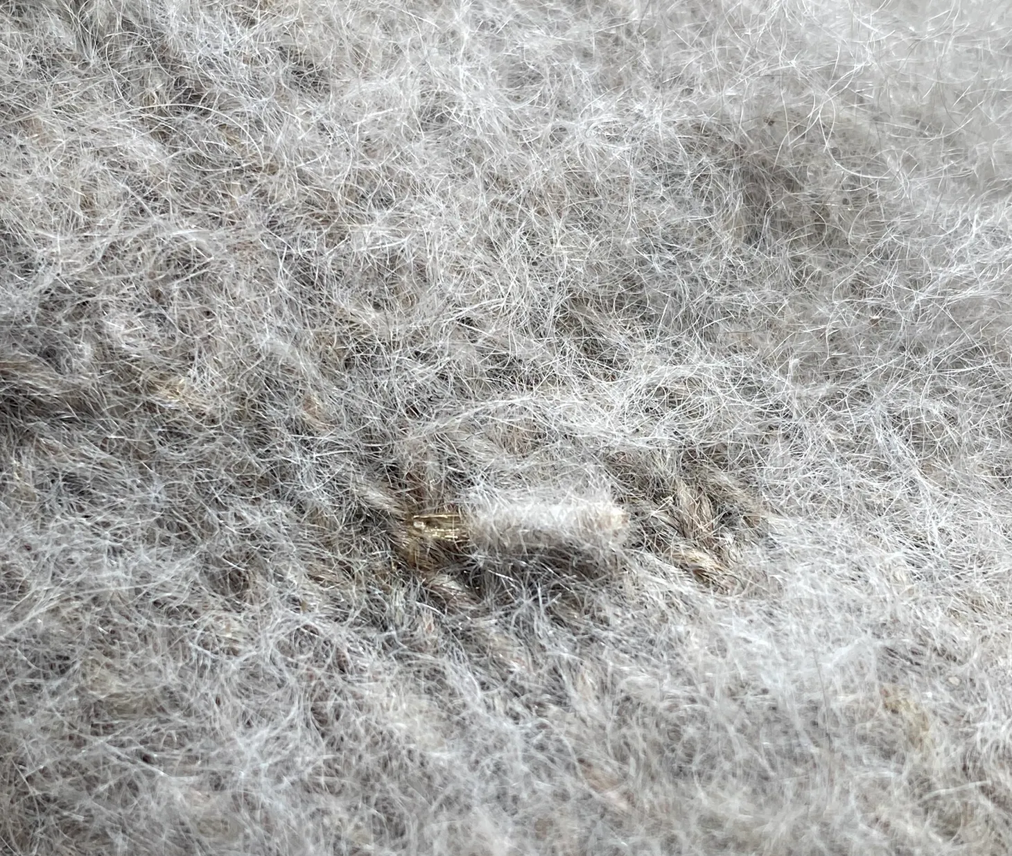 Closet Cooties: Tackling Moths and Beetles