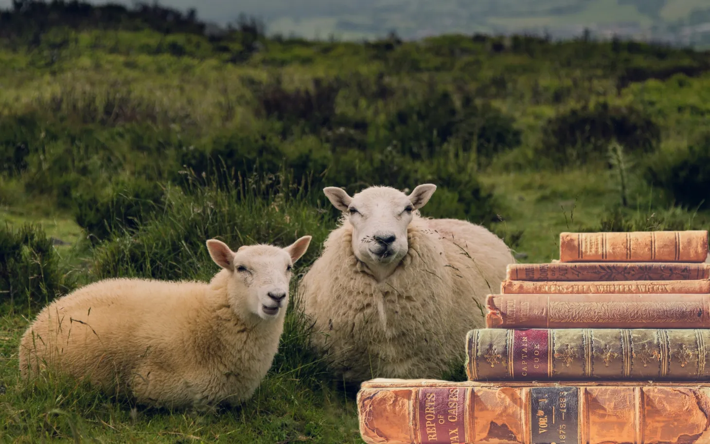 New Quiz: Wooly Words and Proverbs