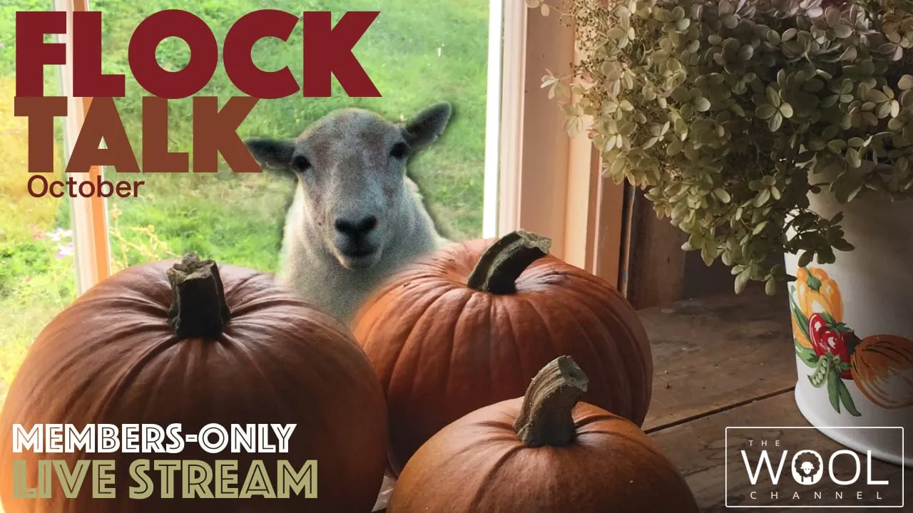 Flock Talk begins in one hour!