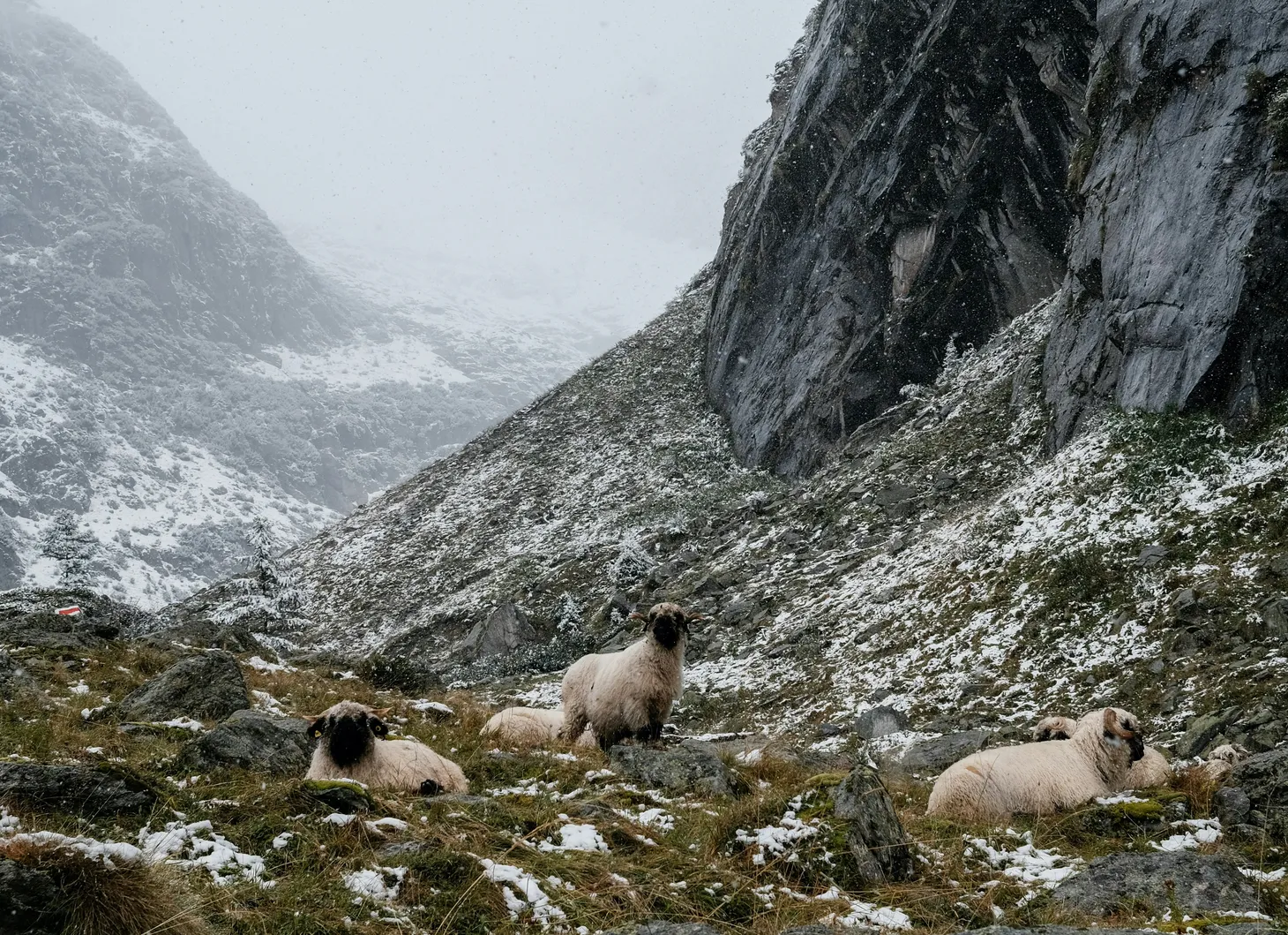 The Wool Wire | January 22, 2026