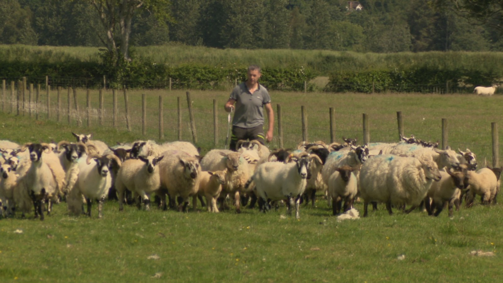 The Wool Wire | November 10, 2025