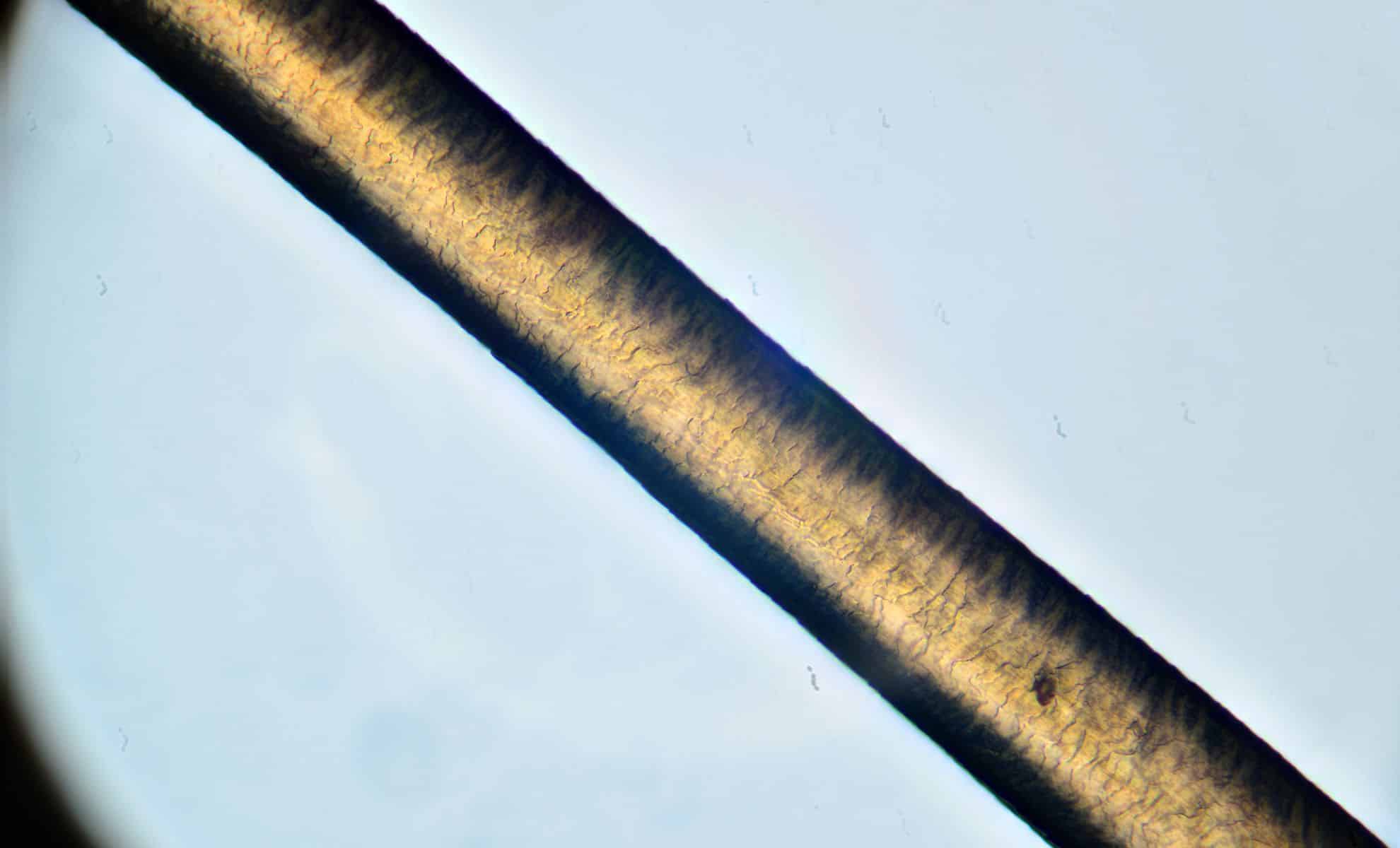 The Wool Wire | November 24, 2025