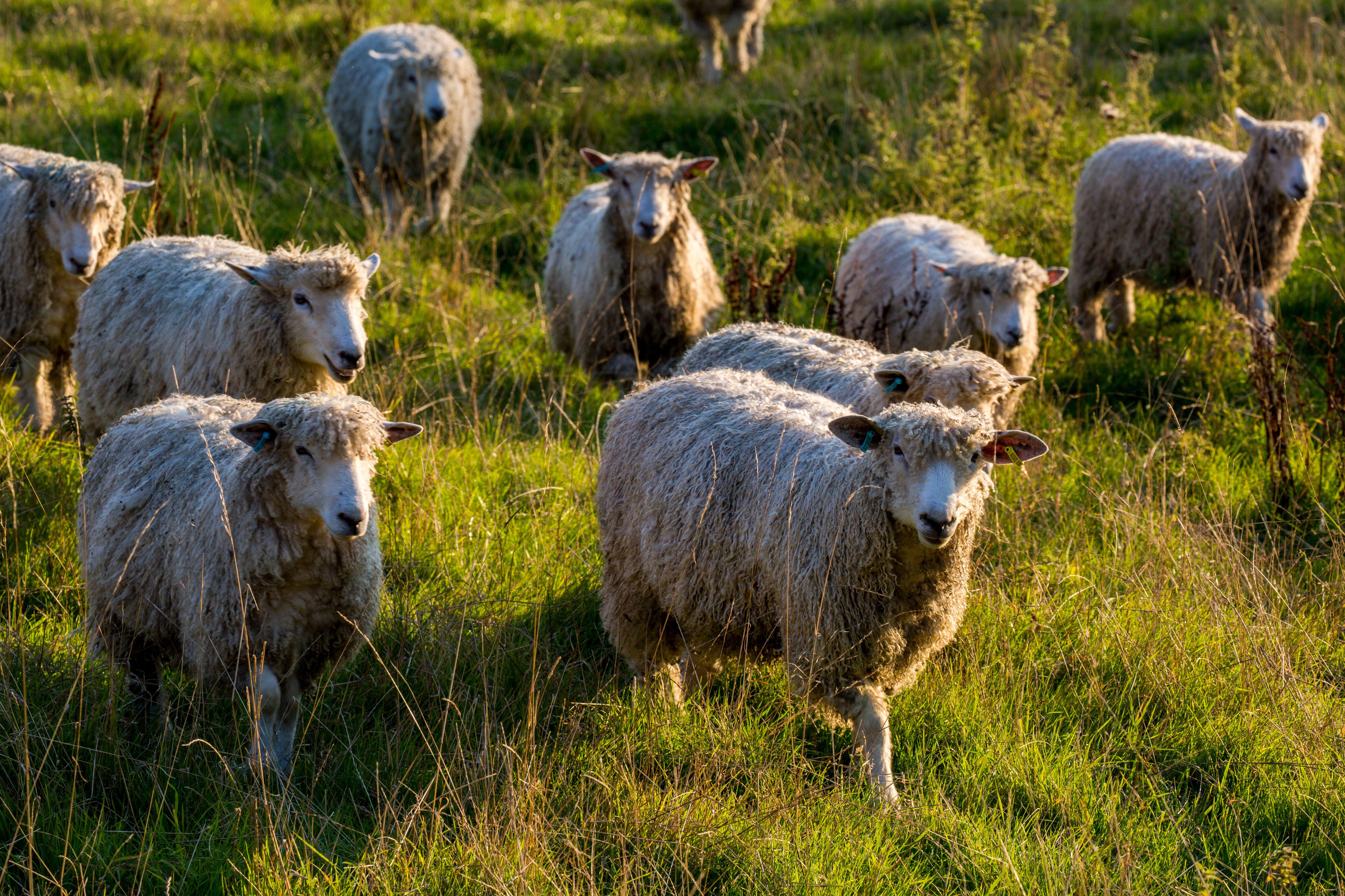 The Wool Wire | November 24, 2025